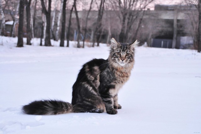 Котовторник 27.12.11