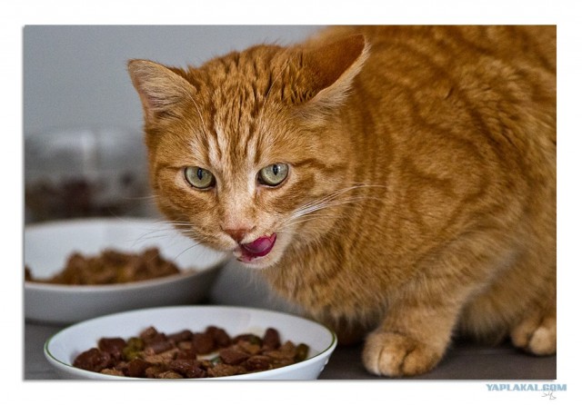 Котовторник (24. 01. 2012 )