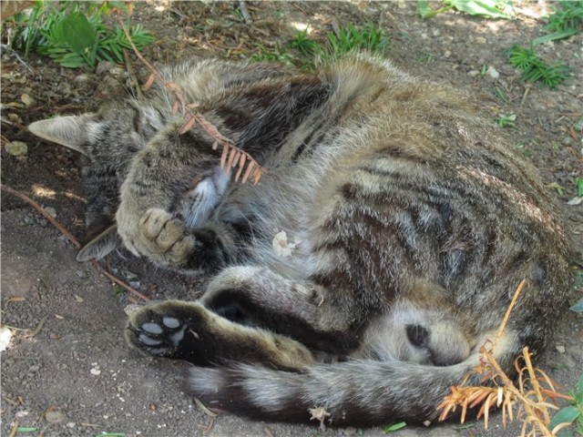 Котовторник   5.06.2012