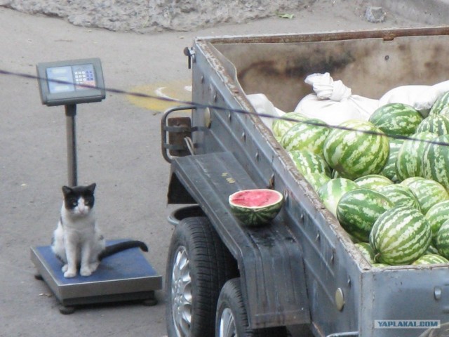 Котовторник 07.08.2012