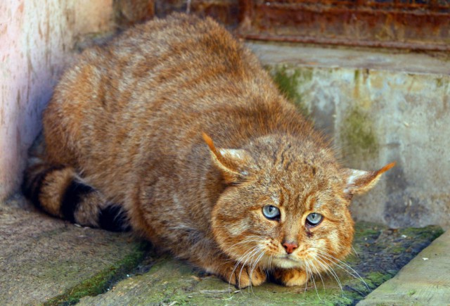 Дикий котовторник 11.06.19