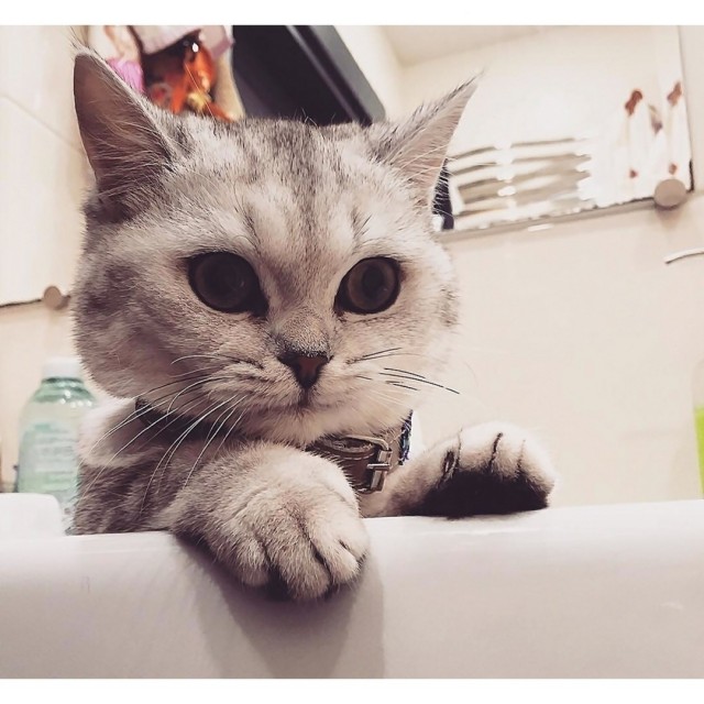 Эти забавные животные