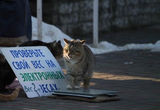 Картинки с надписями и котами