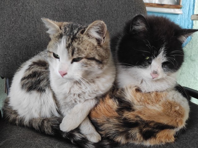Кошки , кошечки, котяры 14.03.21