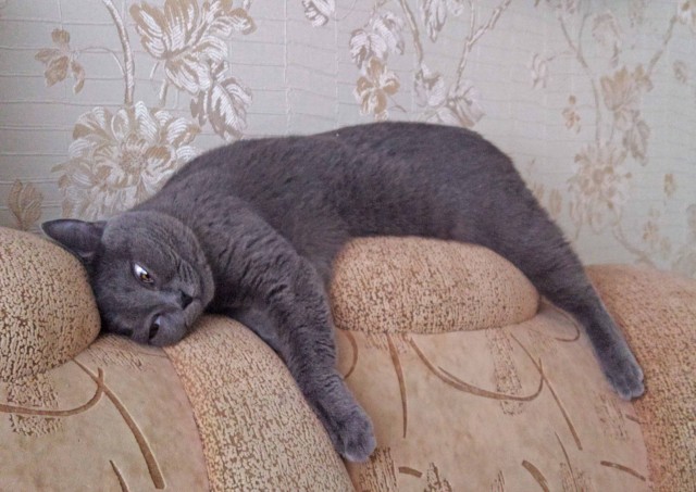 Кем нас считают кошки? Кто мы для них?