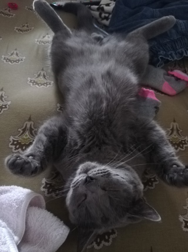 Котовторник 28.09.21