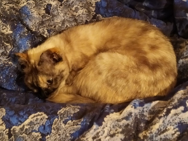 Котовторник 28.09.21