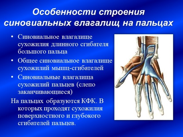 Здоровье и медицина: 9 фактов о женском половом органе