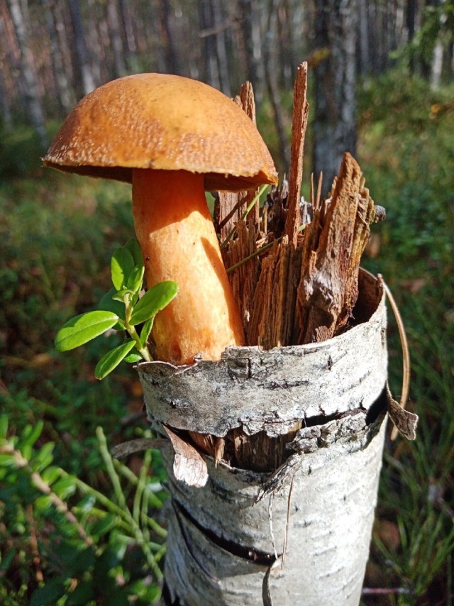 Грибной эксперимент