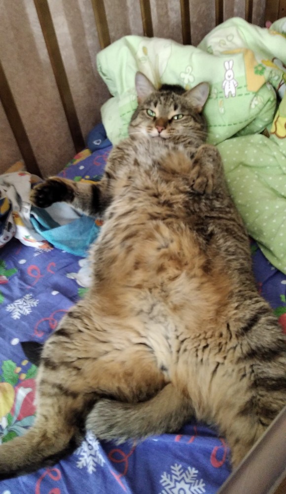 Котовторнику быть