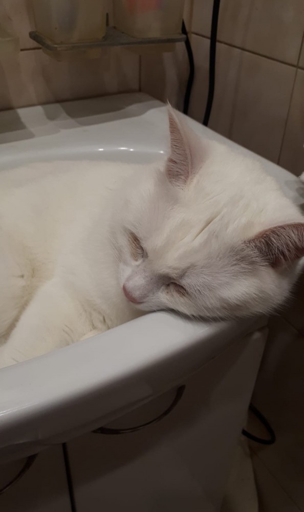 Вы, что спите? Вставайте, котовторник же!