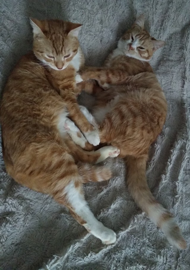 Ну, поехали в котоввторник!