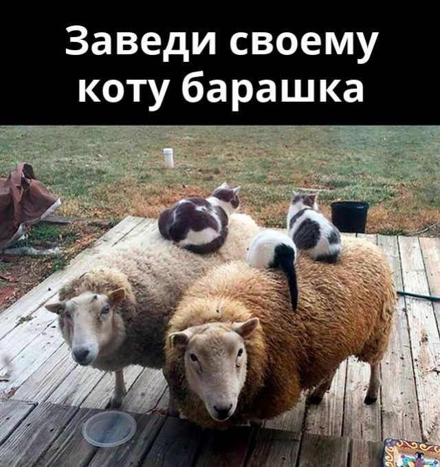 Картинки и мемы для настроения - 15