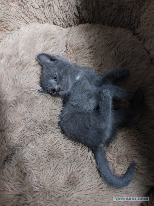 Котята , Москва