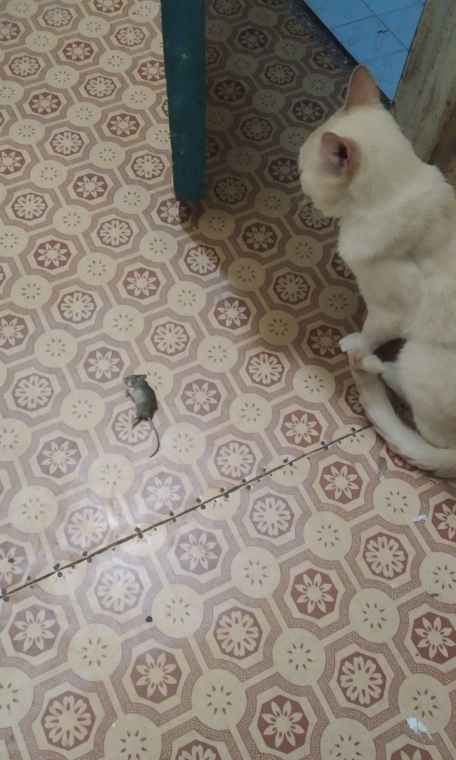 Устал друг. Сегодня Баксу 3 года.