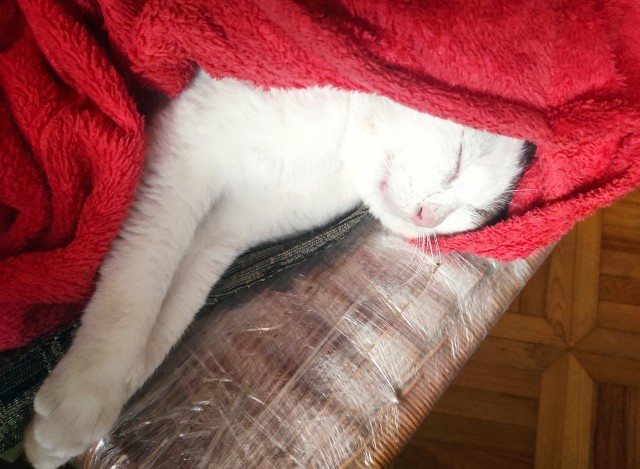 Есть в семье такая подруга у дочери (посвящено котовторнику)
