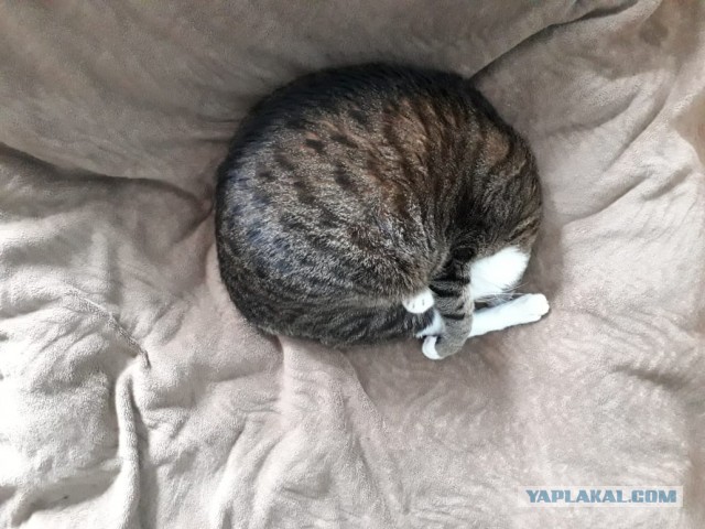 Котовторник 1.11.22