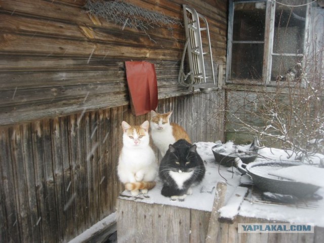 Жизнь домашнего приюта для котеек 437