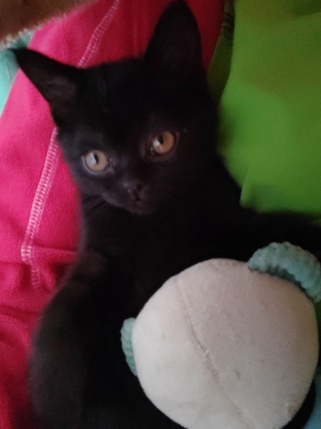 Котовторник