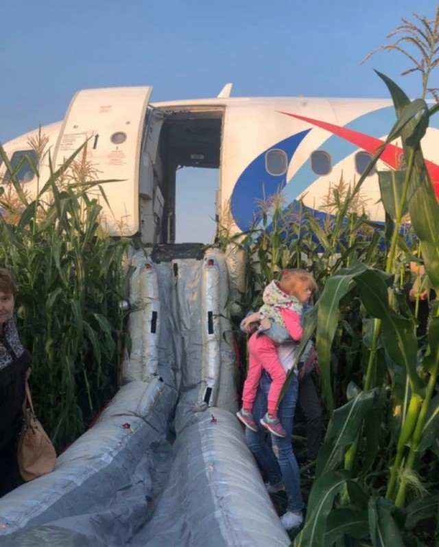 Чудо на кукурузном поле