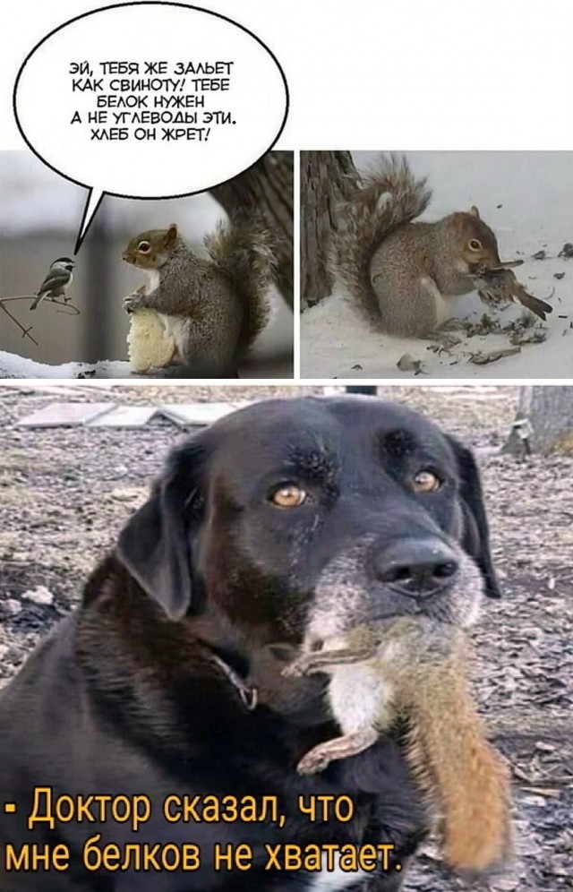 Собакочетверг