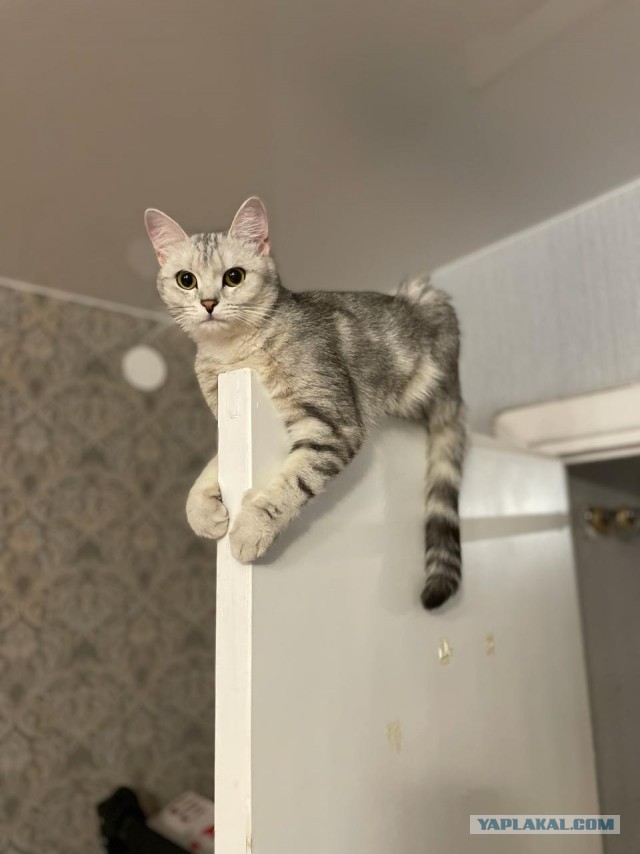 Всех с котовторником
