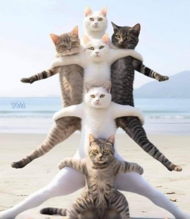 Кот + лестница