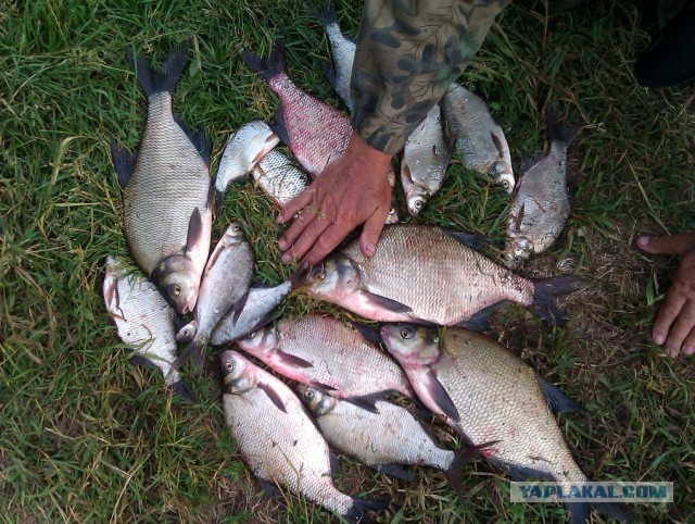 Рыбалка в ближайшем подмосковье