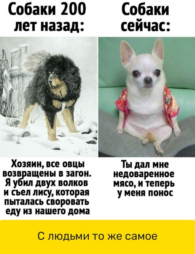 Немного забавных картинок от 22.12.24