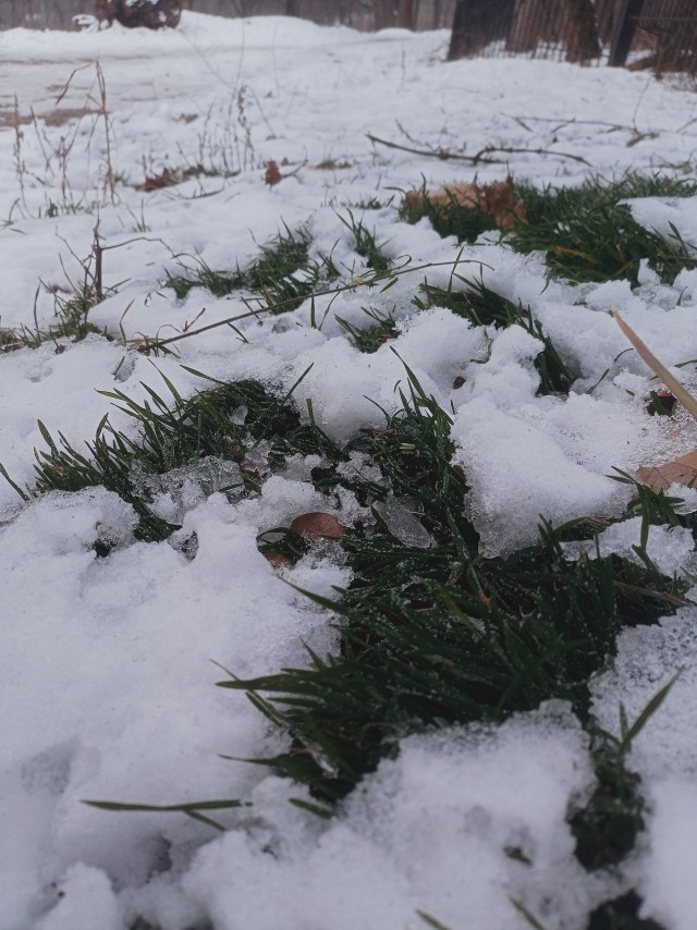 Продолжаем следить за травой.