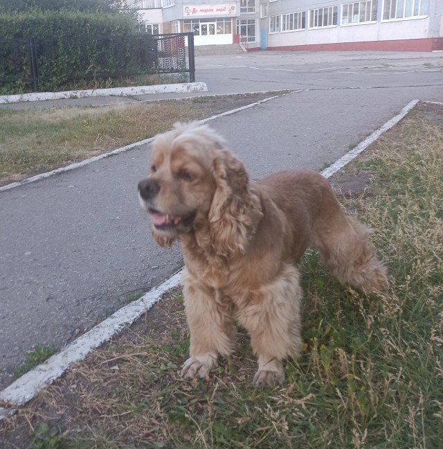 Собакочетверг же
