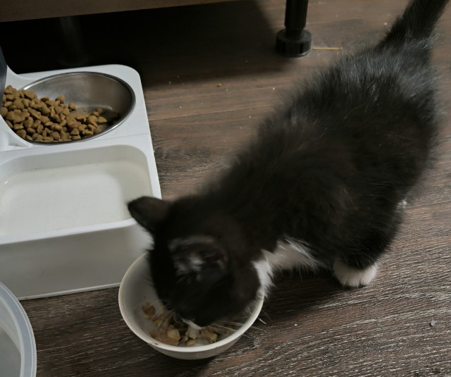 Котейка точит осётра