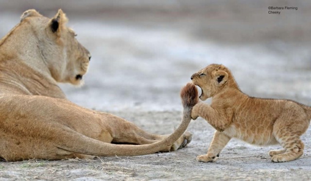 Nikon показала ранее не опубликованные фото с конкурса Comedy Wildlife Awards