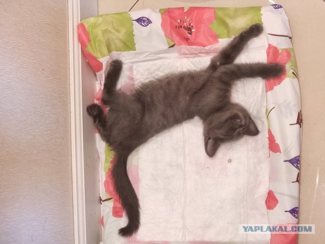 Прибытие третьего мохнатого