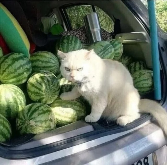 Где вискас, какие нафиг арбузы