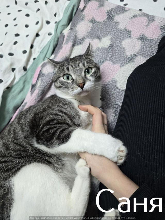 Жизнь домашнего приюта "Котоленд" 528