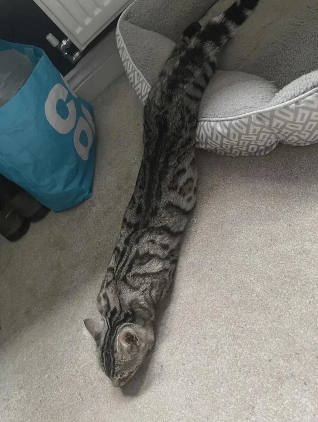 Котозмий)
