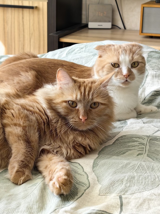 Наши коты