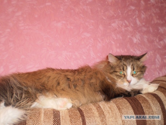 Котовторник 17.09.2013
