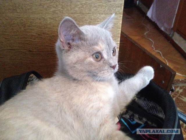 Котовторник 4.02.2014