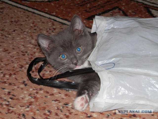 Котовторник  25.03.2014