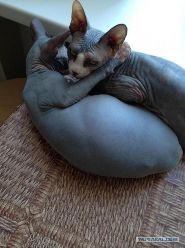 Котовторник 22.04.2014