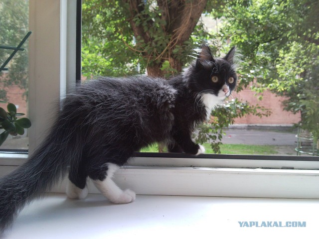Котовторник 27.5.2014