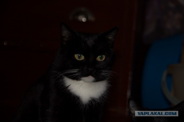 Котовторник 04.11.2014