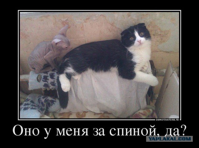 Веселые картинки