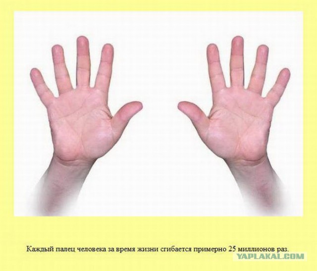 20 фактов обо всем
