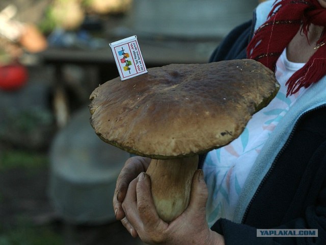 А грибной сезон то заканчивается...