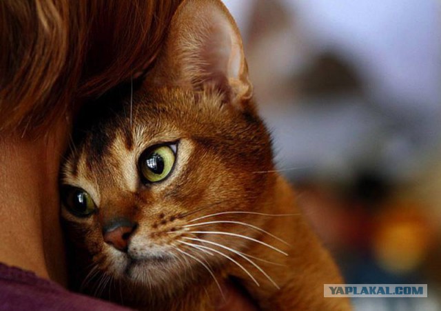 15 котов, мимике которых можно только позавидовать