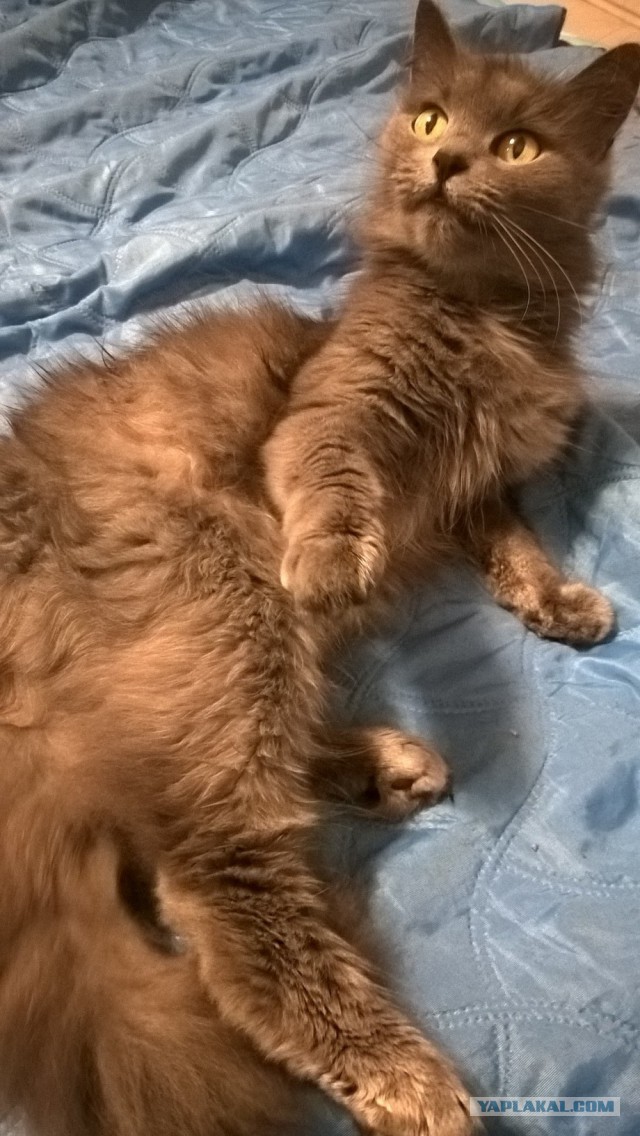 Котовторник 07.06.2016