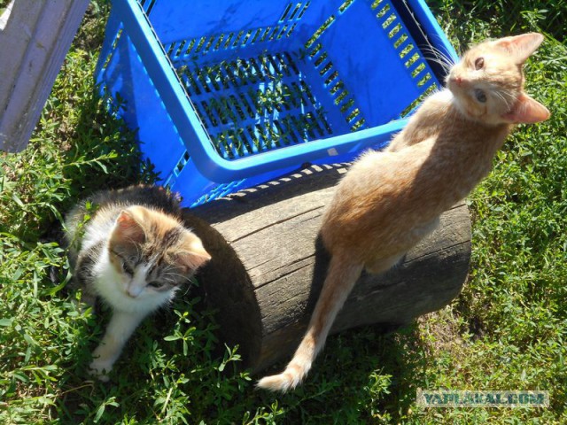 Жизнь домашнего приюта для котеек 128